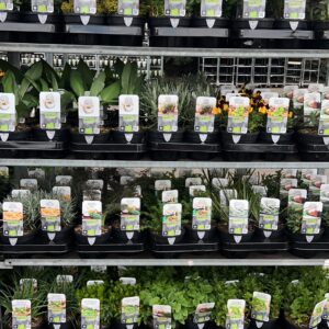 Kruidenplanten Puur Aroma 160 stuks