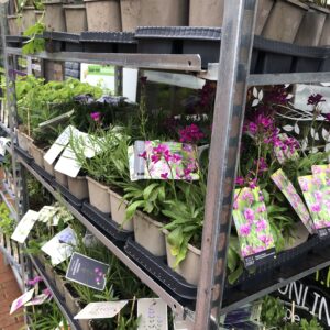 Sierplanten kwekerij Verhoeven 186 stuks